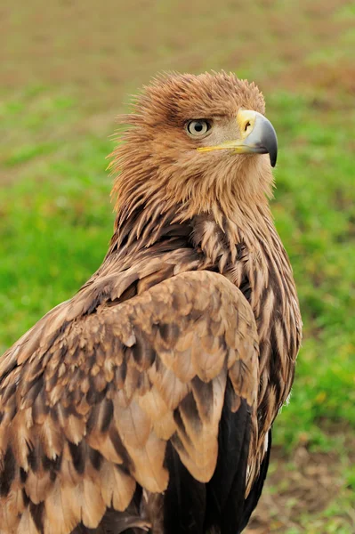 Águila —  Fotos de Stock