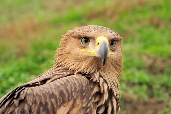 Águila —  Fotos de Stock