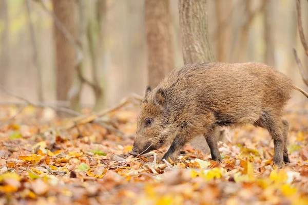 Wild boar in autumn forest Stock Image