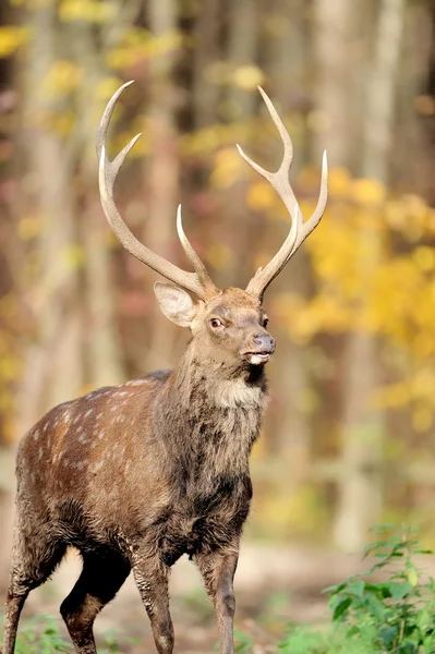 Deer in autumn forest Stock Photo