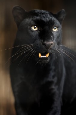 leopar portresi