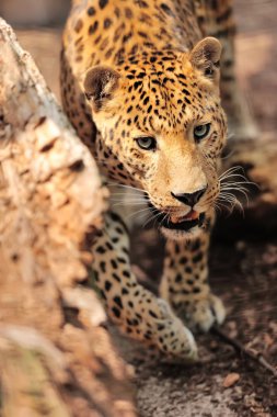 leopar