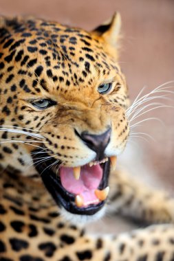 leopar