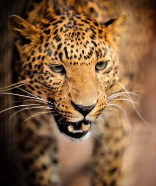 leopar