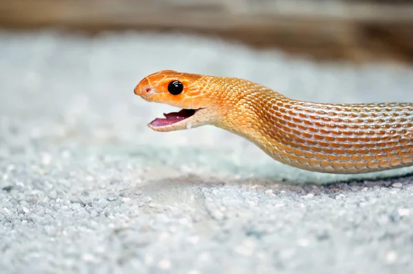 Serpente — Fotografia de Stock