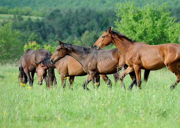 Pferd — Stockfoto