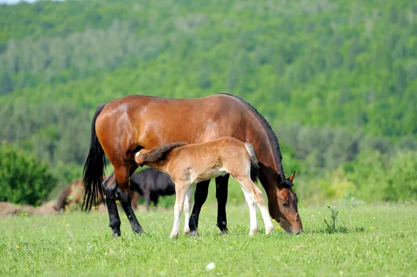 Horse in field — Stock Photo, Image