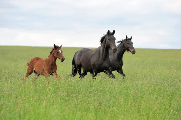 Häst — Stockfoto