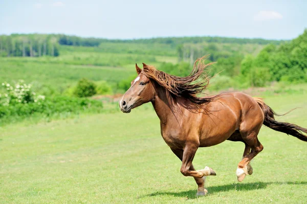 Cavalo — Fotografia de Stock