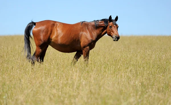 Koń w dziedzinie — Zdjęcie stockowe