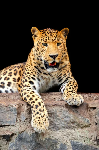 Leopardo — Foto de Stock