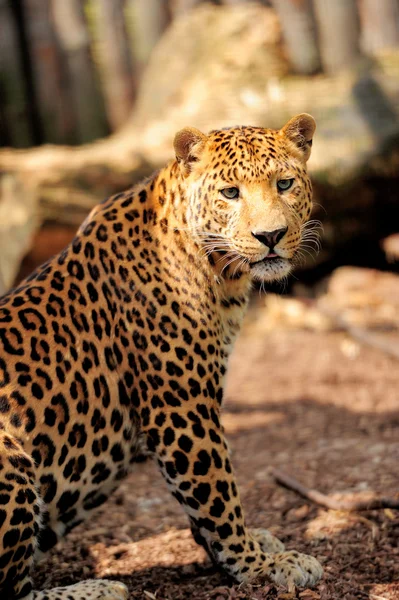 Leopar — Stok fotoğraf