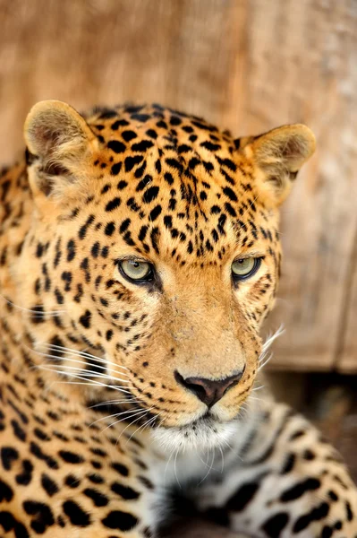 Leopard — Stockfoto