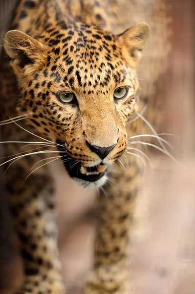 Leopard — Stockfoto