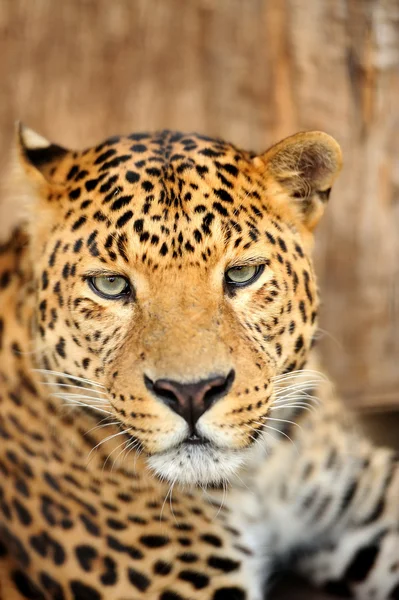 Leopard — Stockfoto