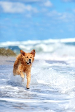 plajda çalışan genç golden retriever