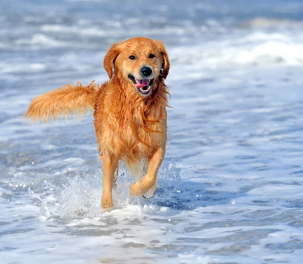 运行在海滩上的年轻金毛猎犬 — 图库照片