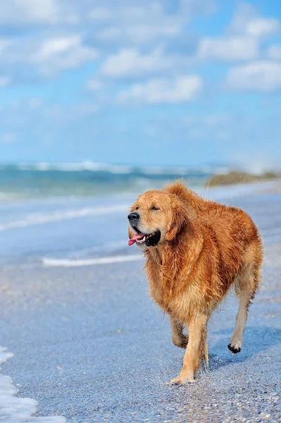 Jonge gouden retriever draait op het strand — Stockfoto