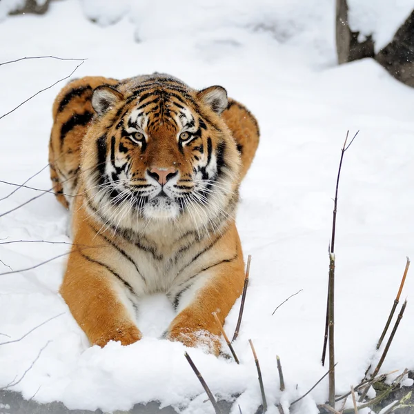 Krásné divoké sibiřský tygr na sněhu — Stock fotografie