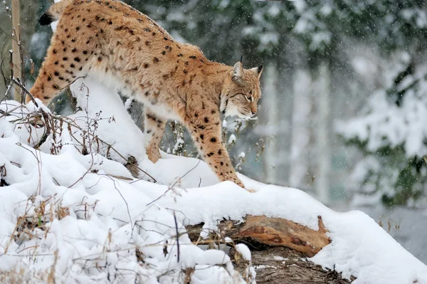 Lince salvaje hermoso en invierno — Foto de Stock