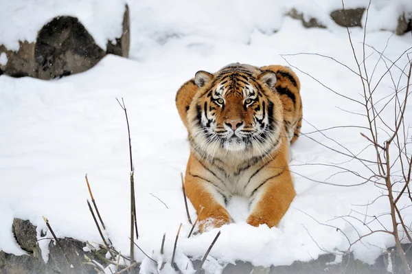 Vackra vilda sibiriska tigern på snö — Stockfoto