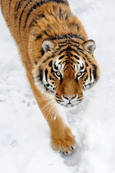 Gyönyörű vad szibériai tigris a hóban — Stock Fotó