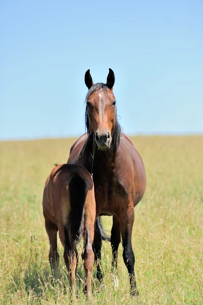 Cavalo — Fotografia de Stock