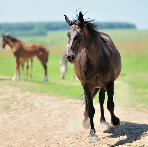 Häst — Stockfoto