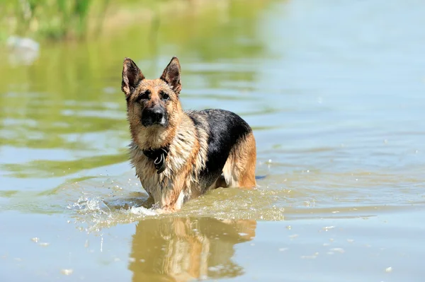 Deutscher Schäferhund — Stockfoto