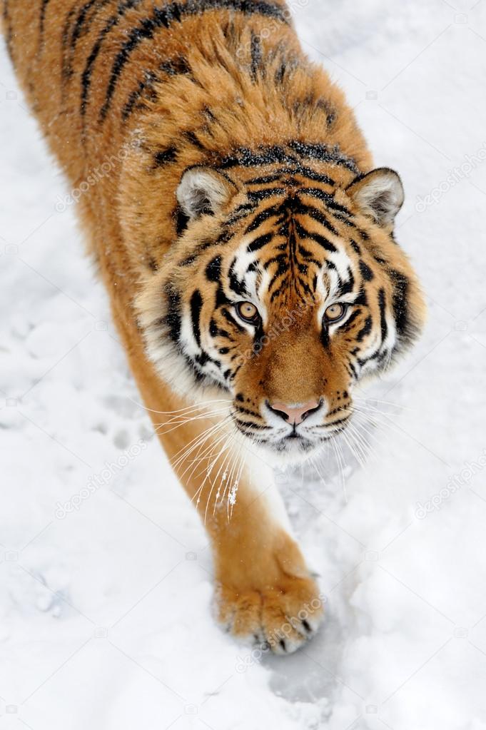 Beautiful wild siberian tiger on snow