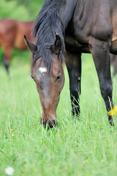 Häst i äng — Stockfoto