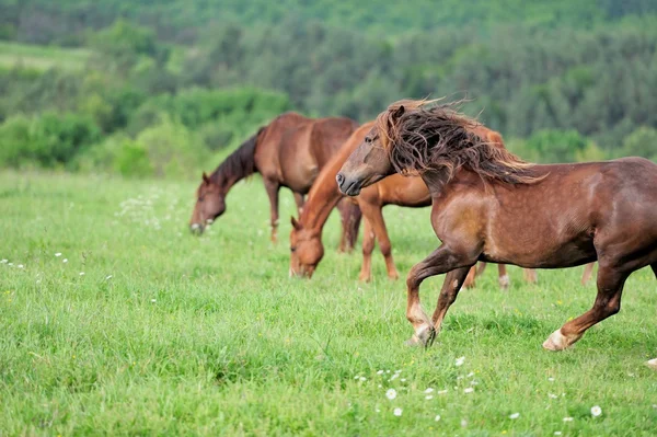 Horse in meadow — Stock Photo, Image