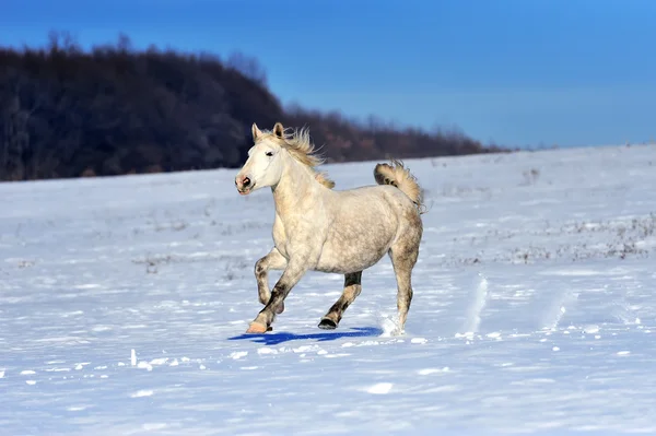 Cavalo branco correndo no inverno no prado — Fotografia de Stock