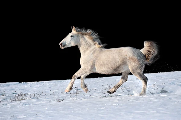 Cavalo branco correndo no inverno no prado — Fotografia de Stock