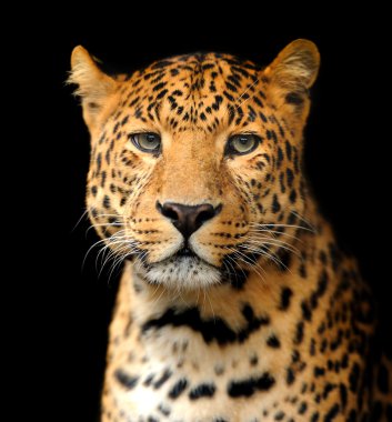 leopar portre