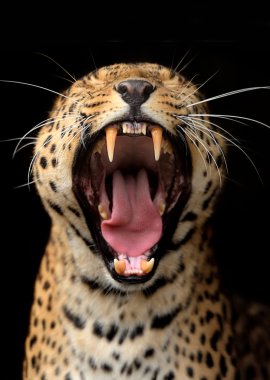 leopar portre