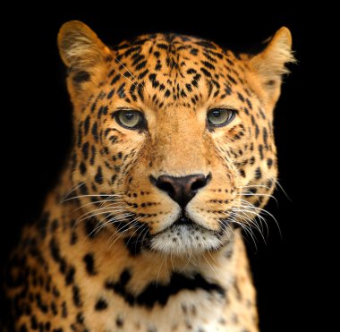 leopar portre