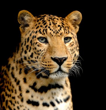 leopar portre