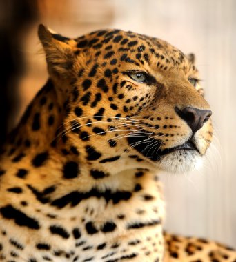 leopar portre