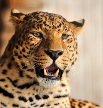 leopar portre