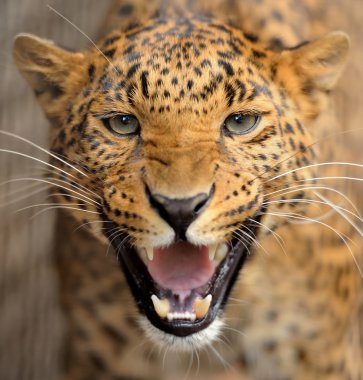 leopar portre