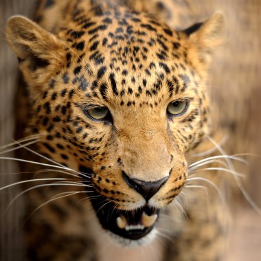 leopar portre