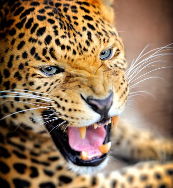 leopar portre