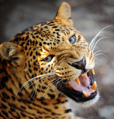 leopar portre