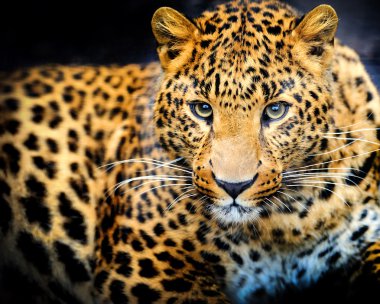 leopar portre