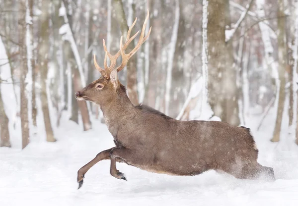 Deer — Stock Photo, Image