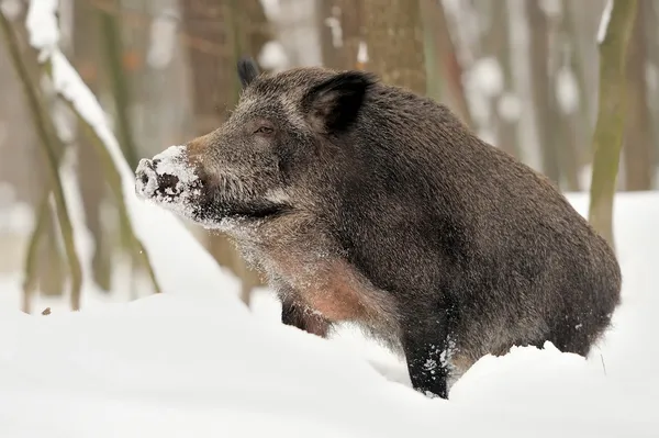 Wildschweine — Stockfoto