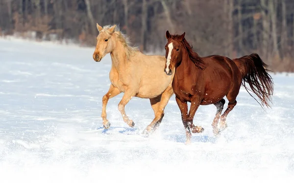 Pferd — Stockfoto