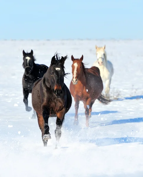 Cavalo — Fotografia de Stock