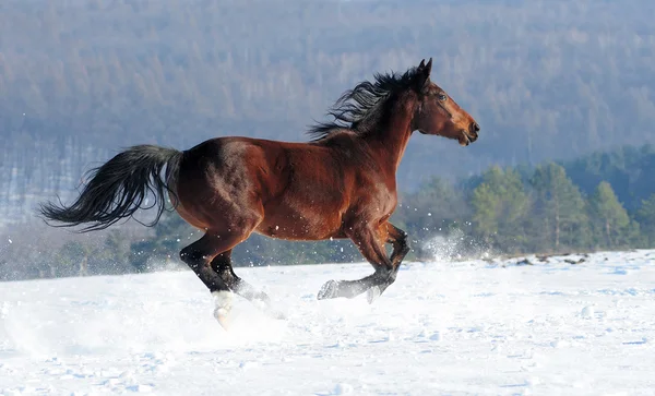 Caballo — Foto de Stock